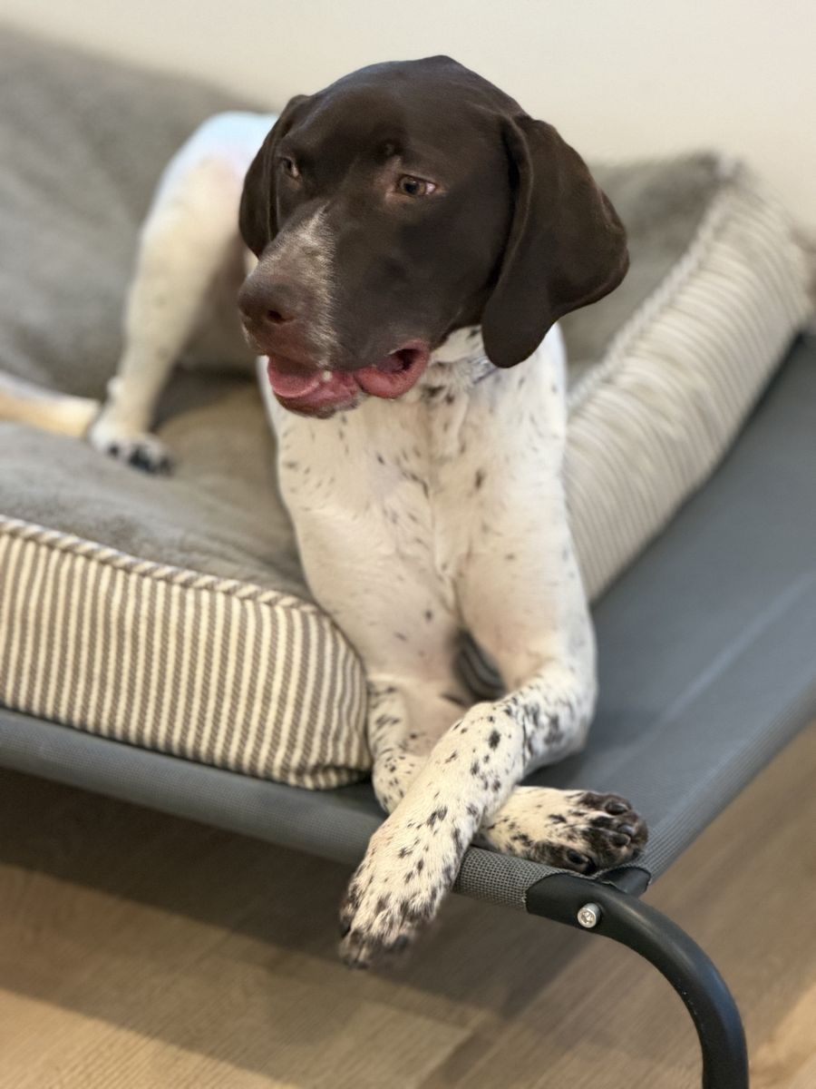 German short hair pointer 