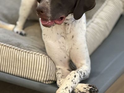 German short hair pointer