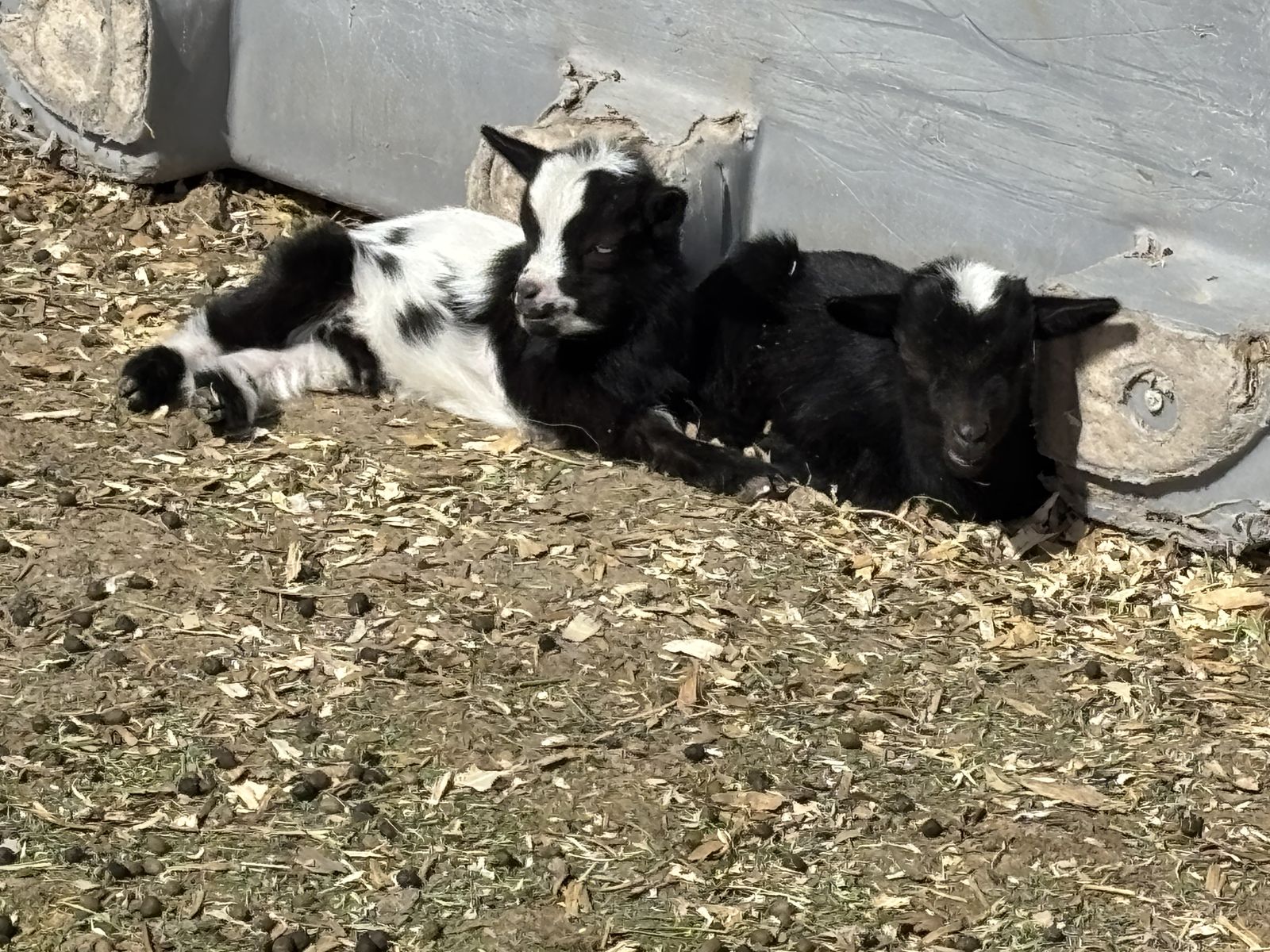Blue Eyed Bottle Babies Pygmy