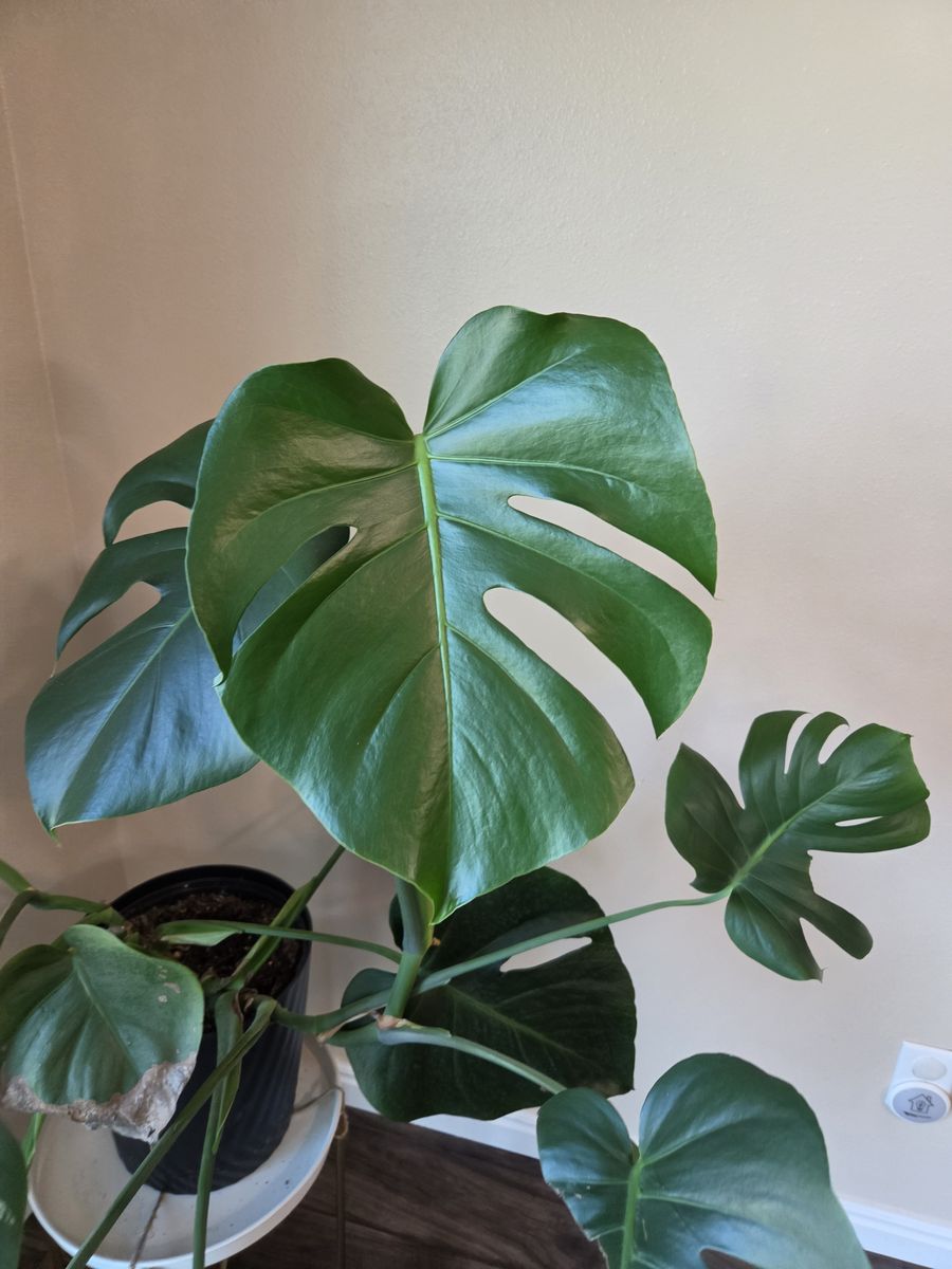 House plant for sale