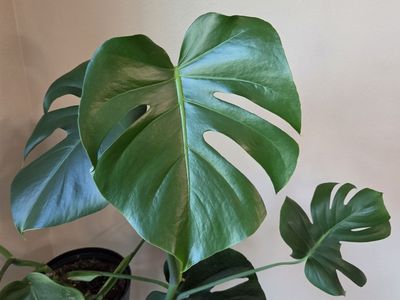 House plant for sale