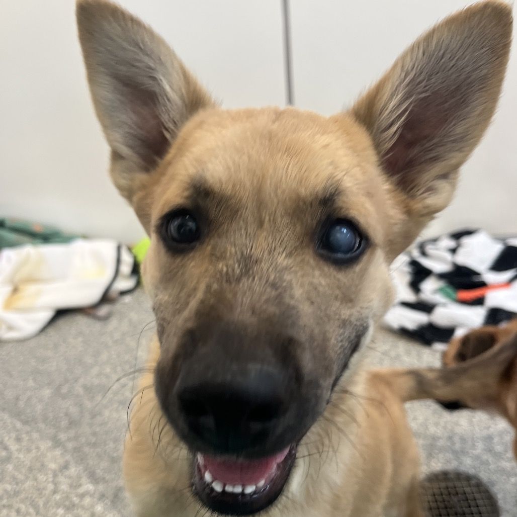 Hello my name is Gherkin