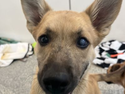 Hello my name is Gherkin