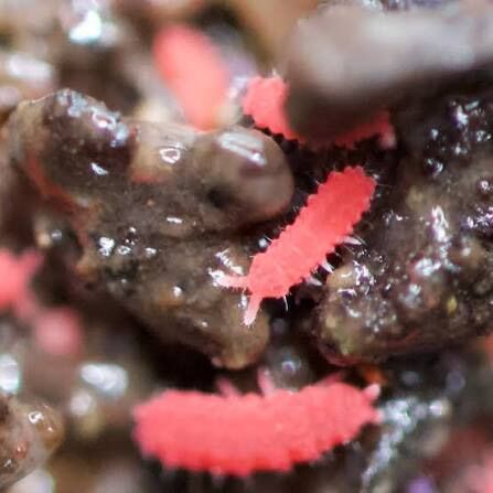 Thai reds Springtails