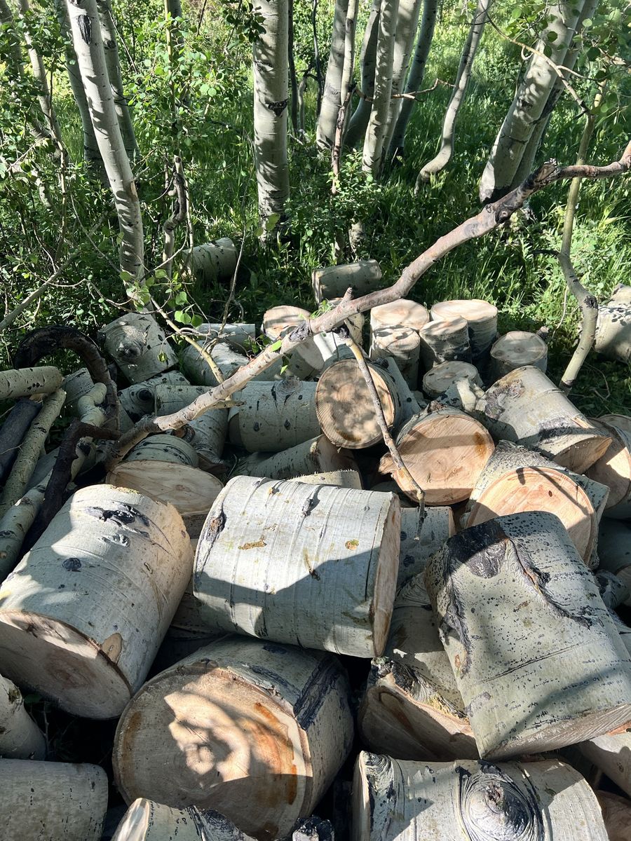 FREE Aspen firewood