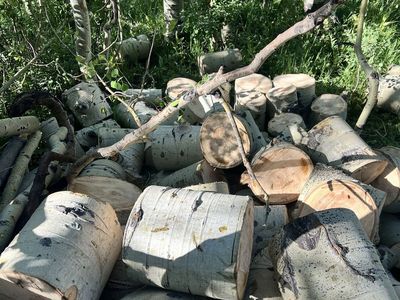 FREE Aspen firewood