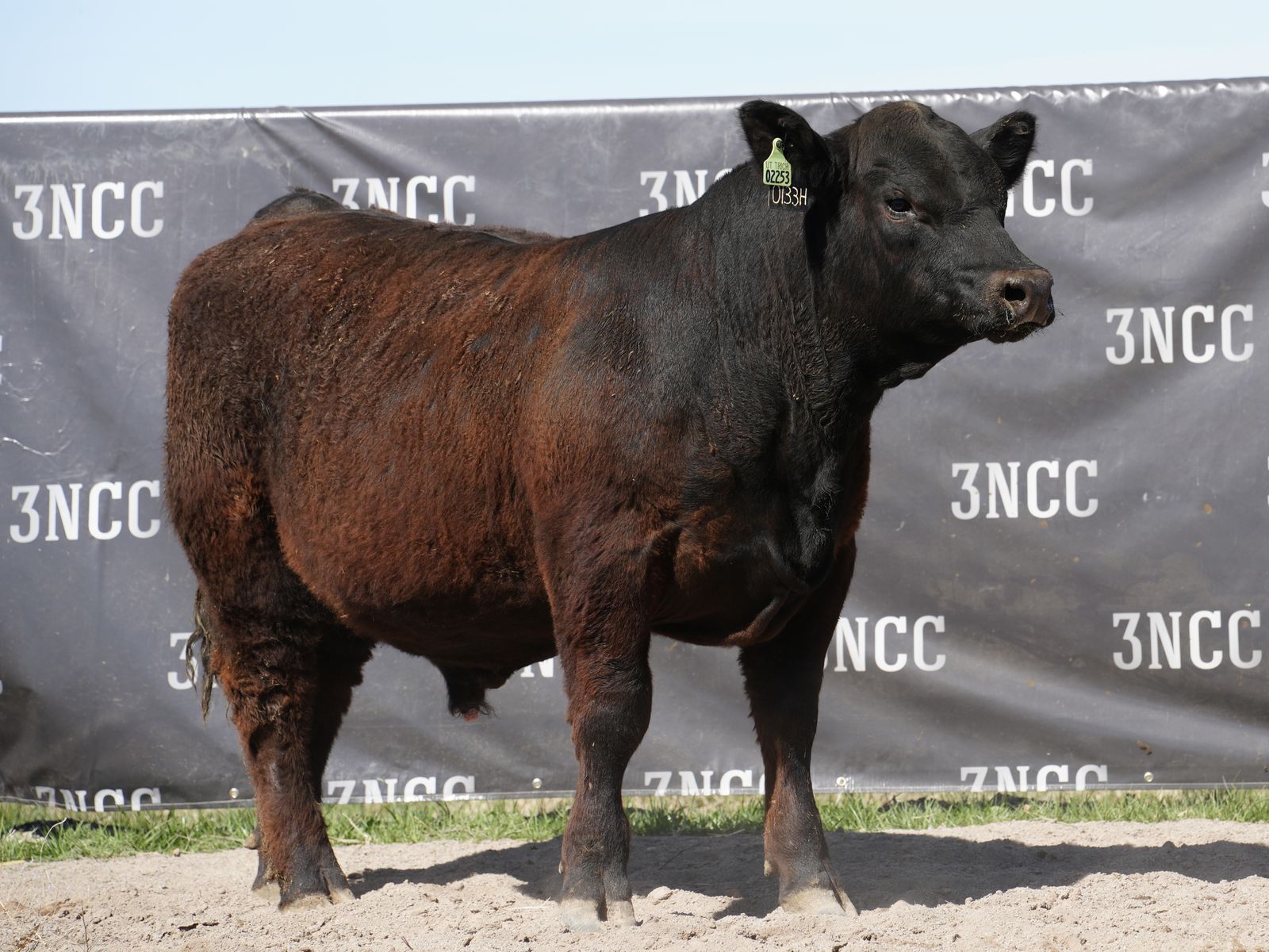 Simmental and SimAngus Bulls