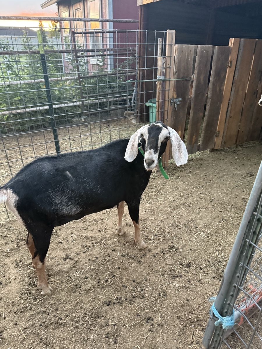 Nubian Goat in milk