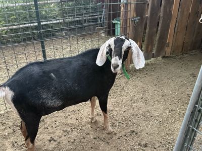Nubian Goat in milk