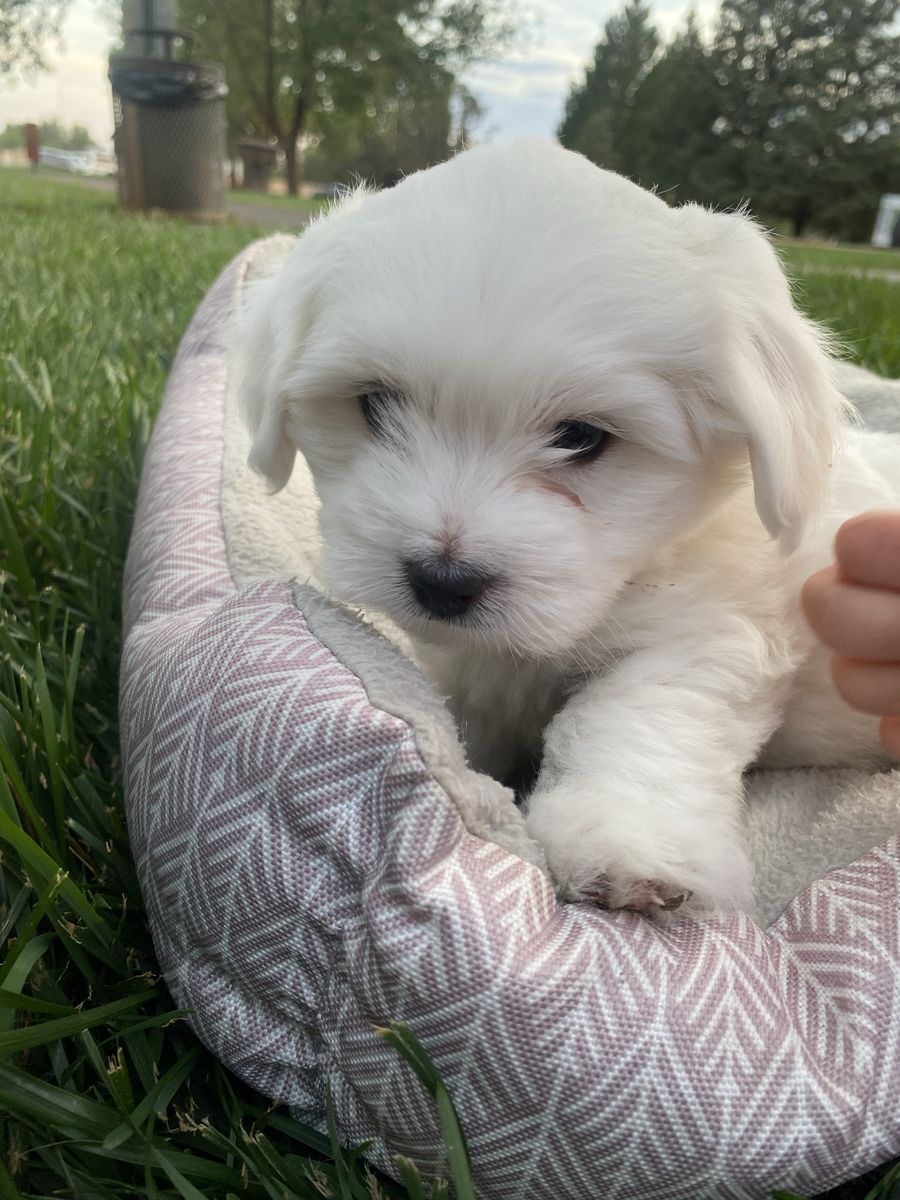 Cuton De Tulear Puppies