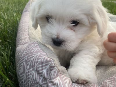 Cuton De Tulear Puppies