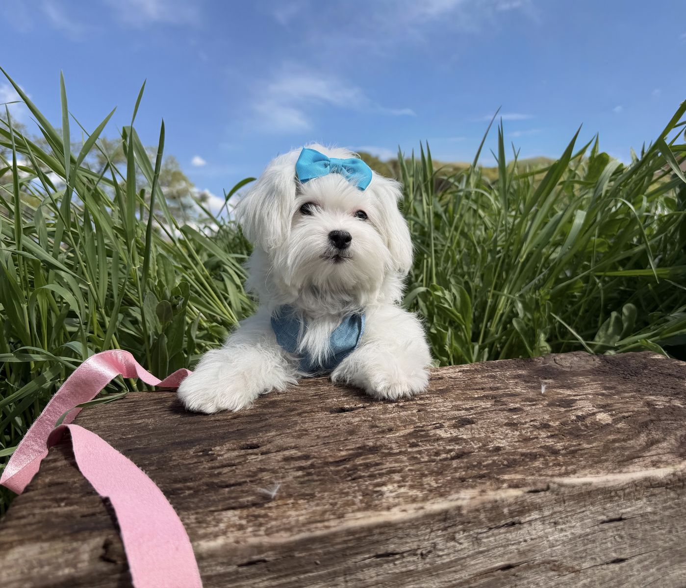 Adorable Maltese puppy - Champion lines