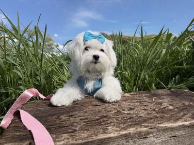Adorable Maltese puppy - Champion lines