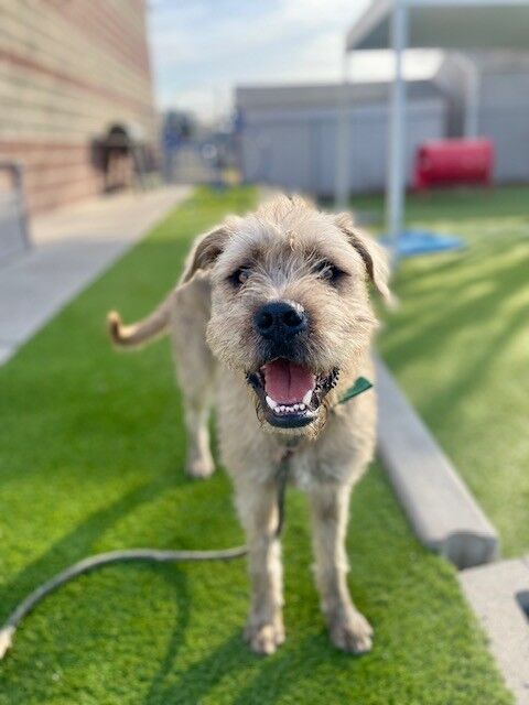 A159685 Tigger is Available for Adotion!