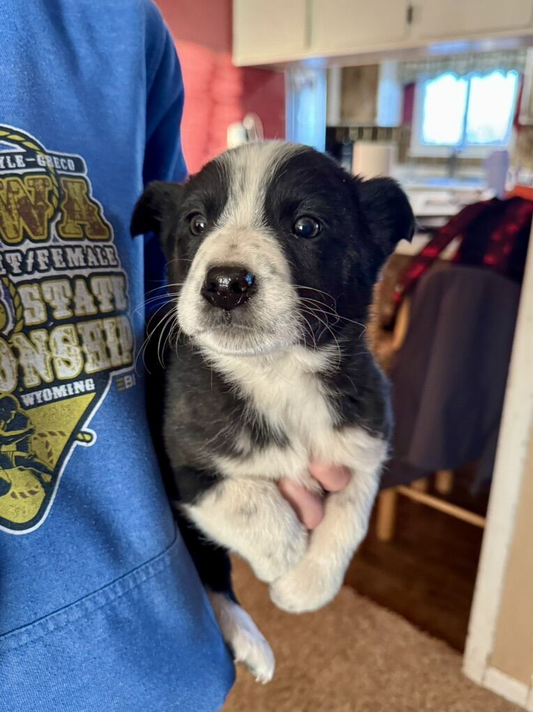 Heeler/Border Collie Puppies