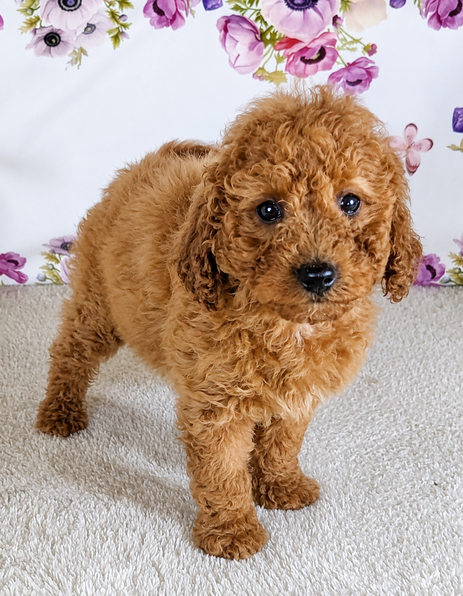 Girl Skye — A Little Sunshine with a Fluffy Coat!