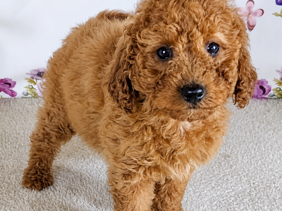 Girl Skye — A Little Sunshine with a Fluffy Coat!