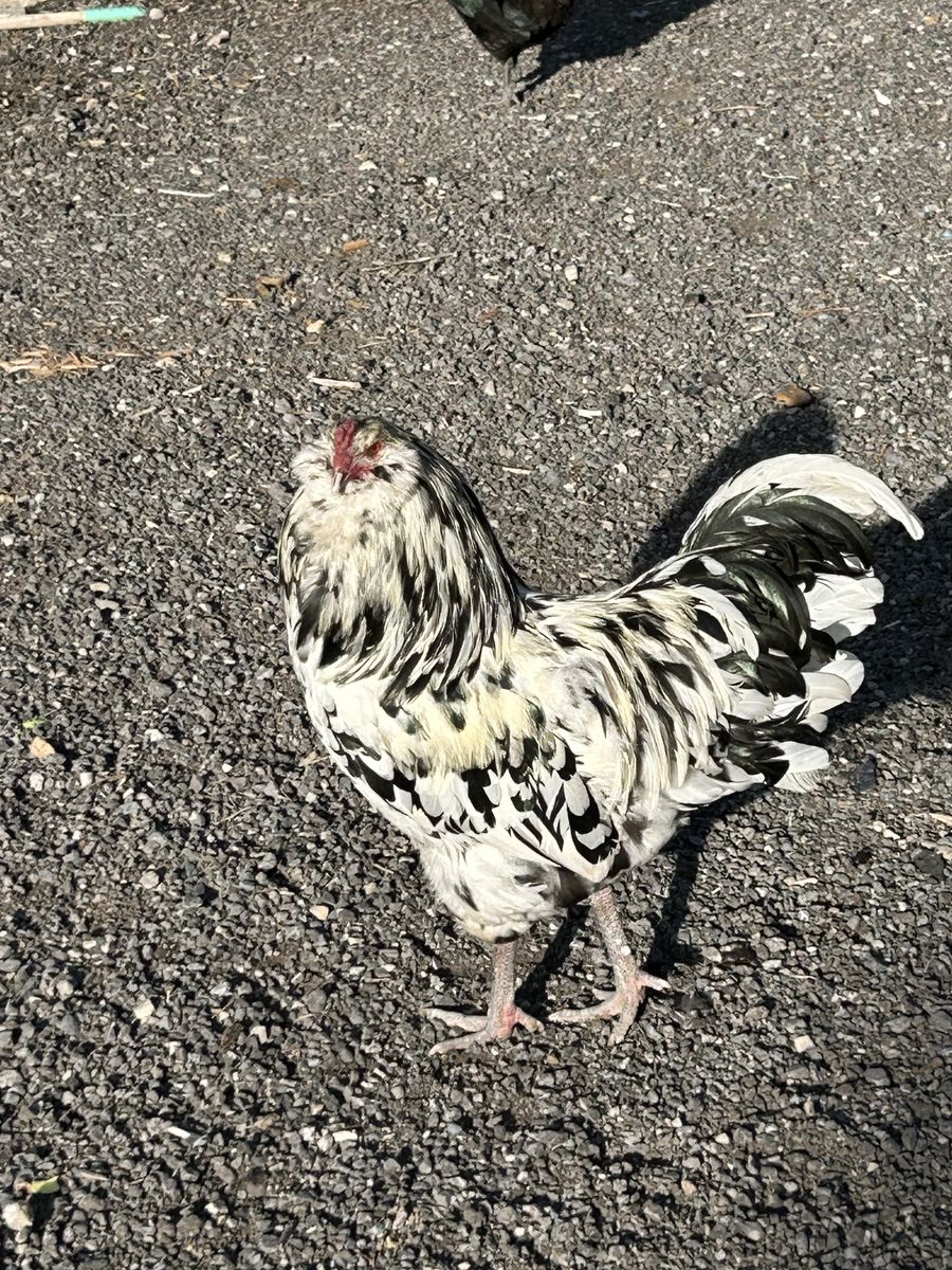 Flock of Chickens!!!!