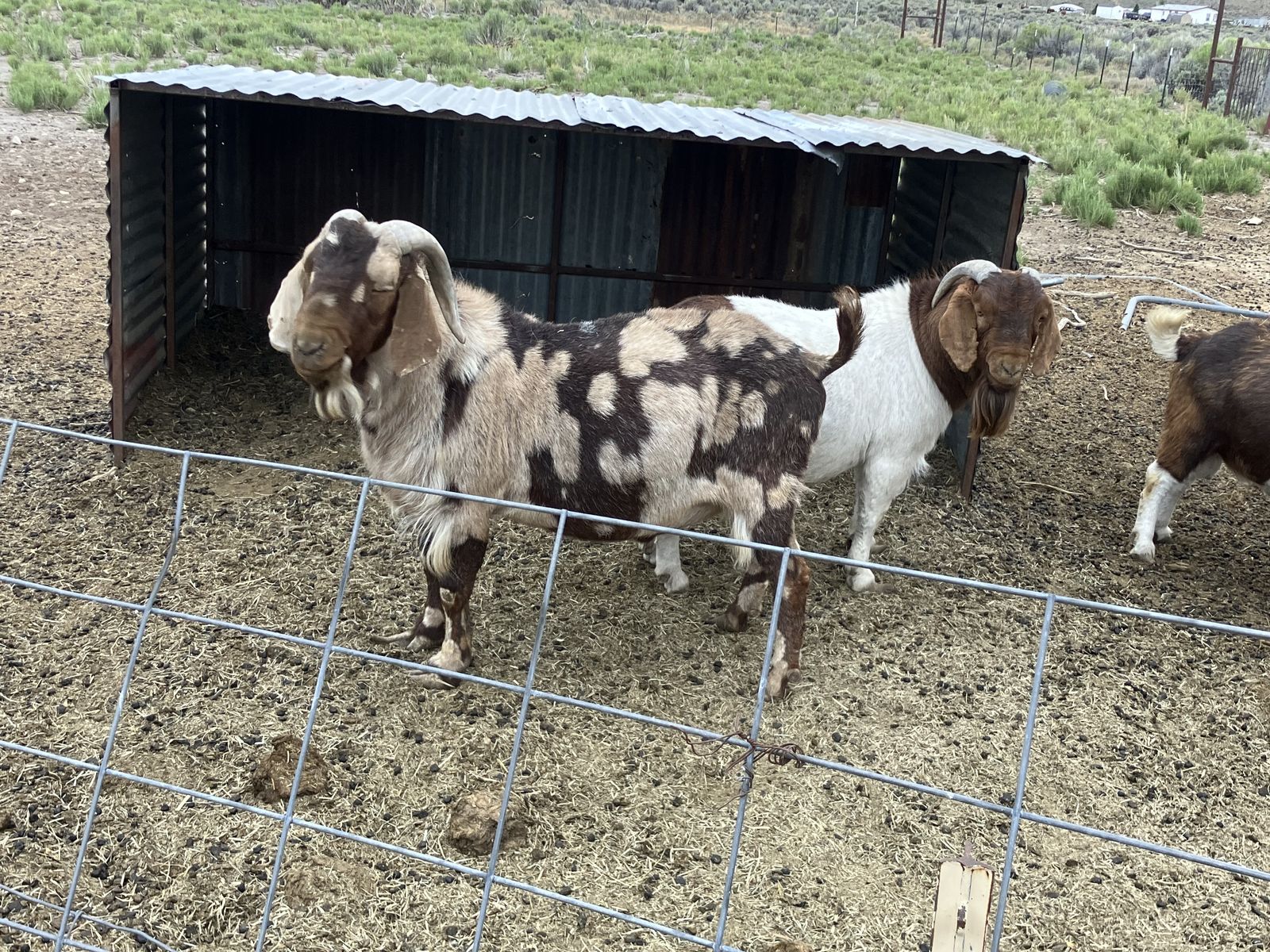 Boer Bucks for sale