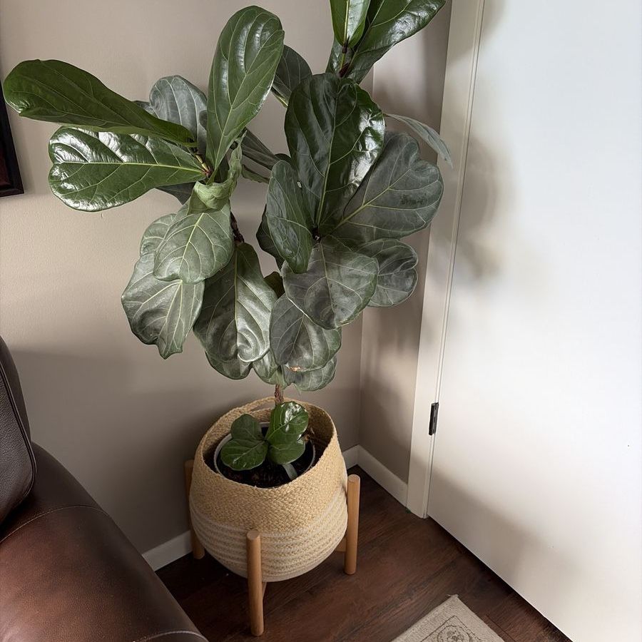 Large Fiddle Leaf Fig Tree (Ficus lyrata) with Woven Basket Planter and Wood Stand