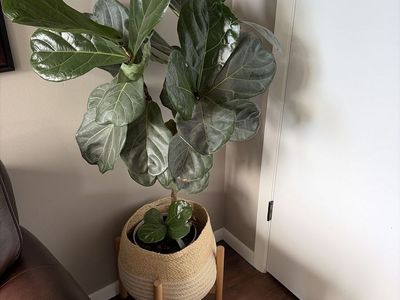 Large Fiddle Leaf Fig Tree (Ficus lyrata) with Woven Basket Planter and Wood Stand