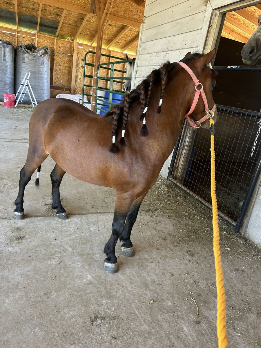 Mini Pony