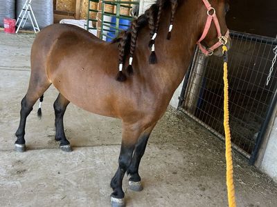 Mini Pony