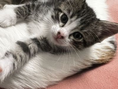 Kittens