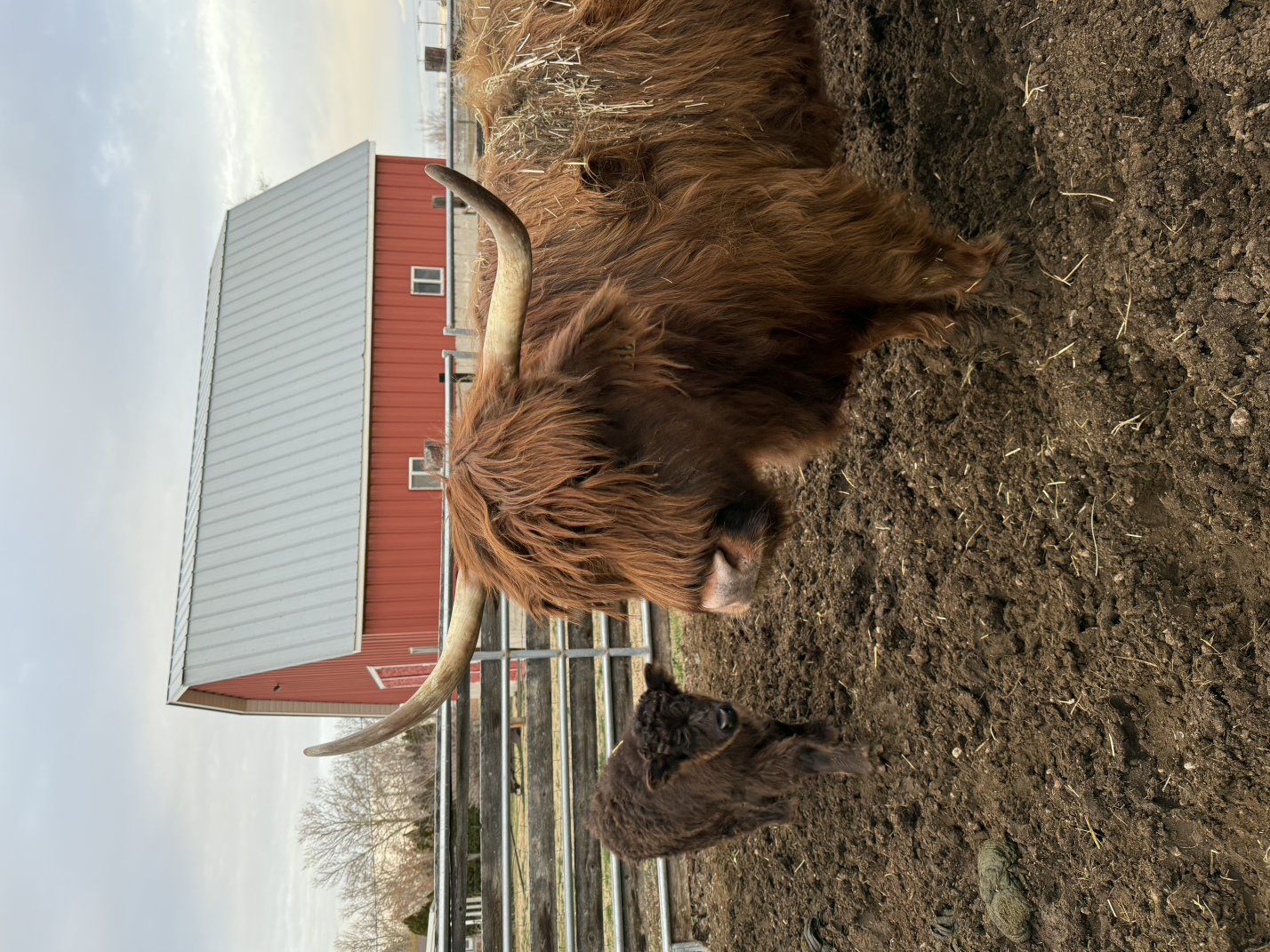 Registered Highland cow with bull calf