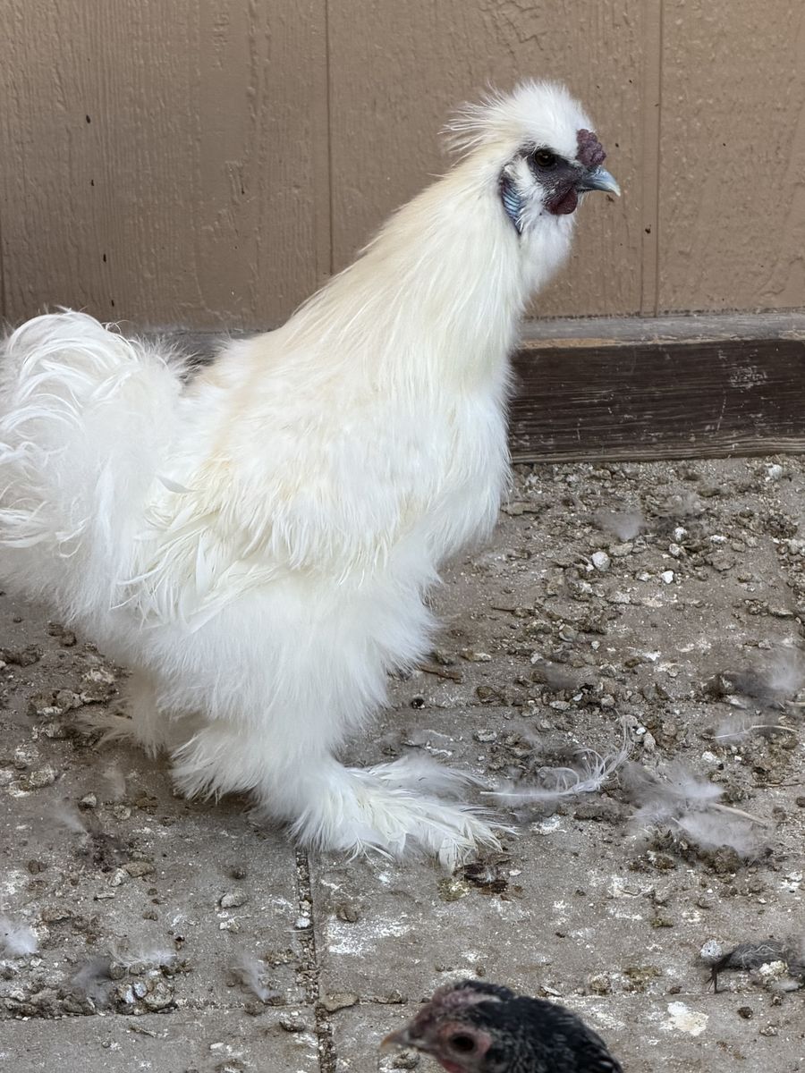 Free Silkie Roo