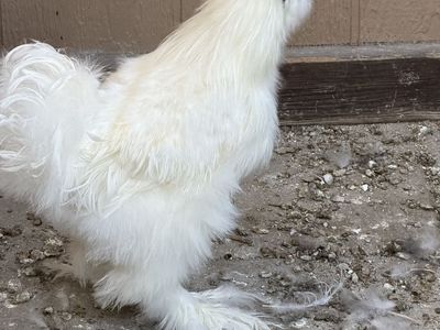 Free Silkie Roo