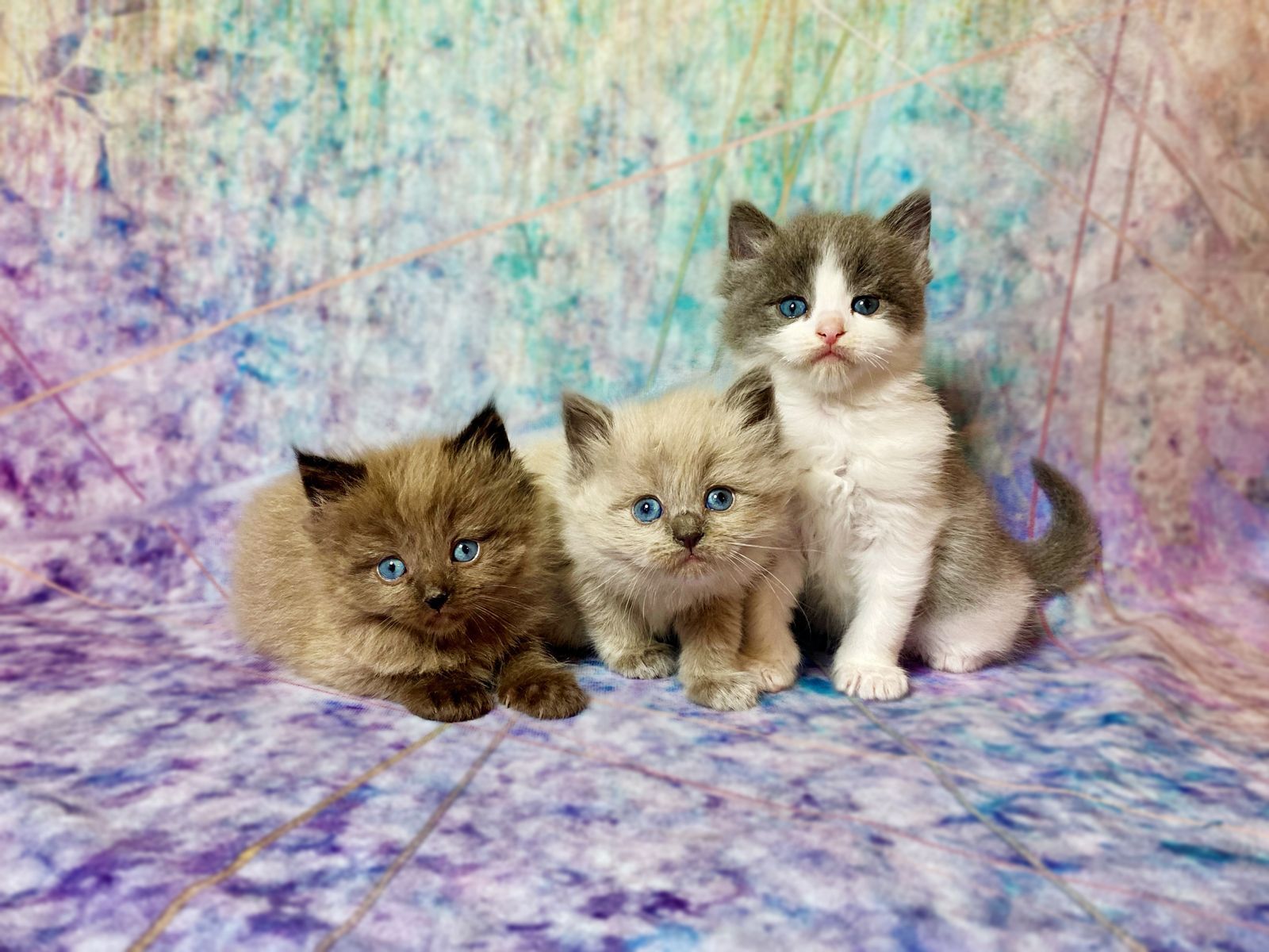 Ragdoll kittens!! TICA Cherubim, & Topaz Ragdolls!