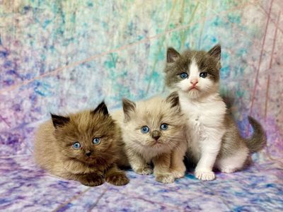 Ragdoll kittens!! TICA Cherubim, & Topaz Ragdolls!