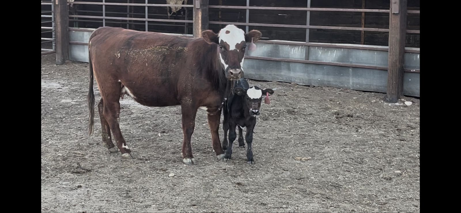 Heifer pair