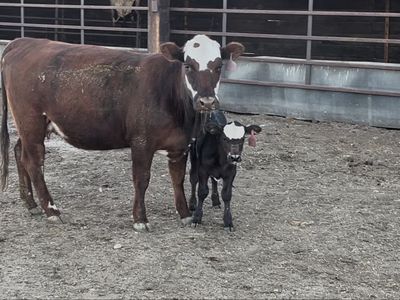 Heifer pair