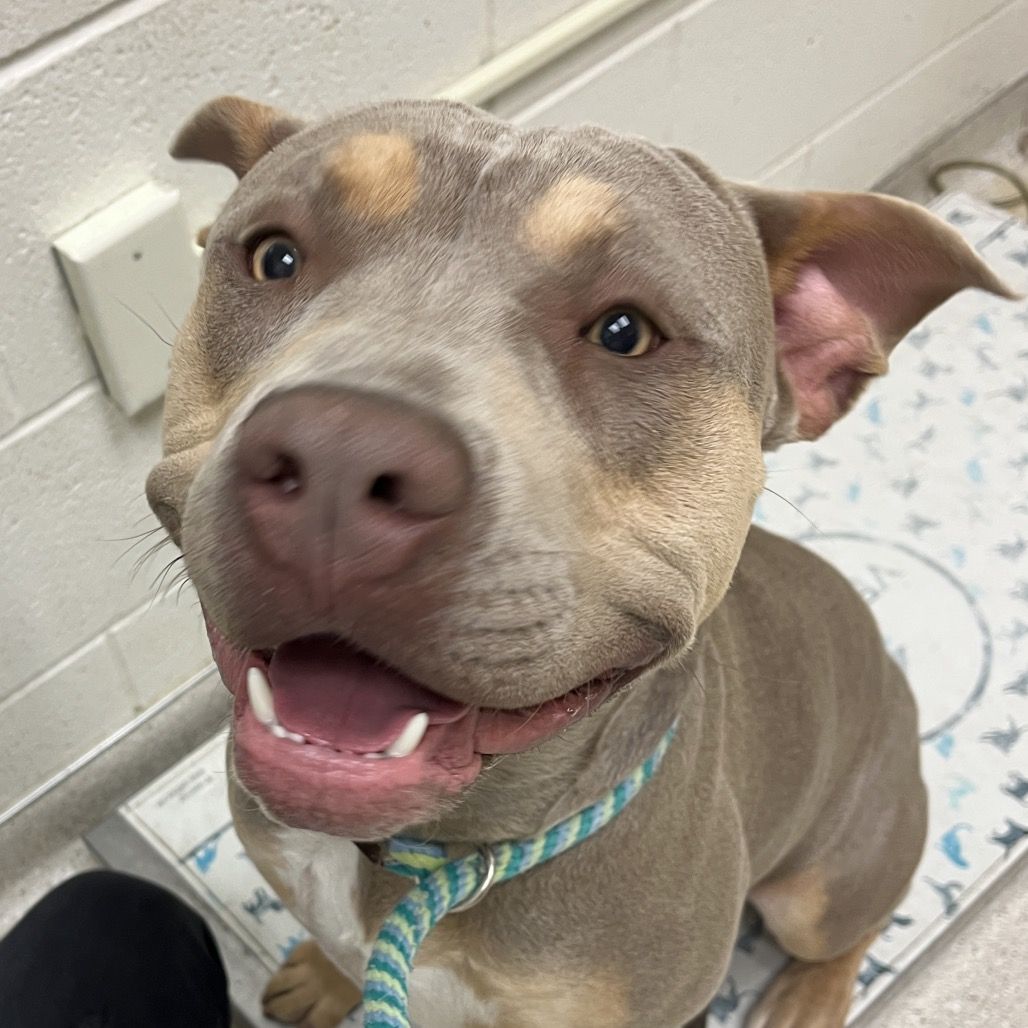 Hello my name is Ziggy
