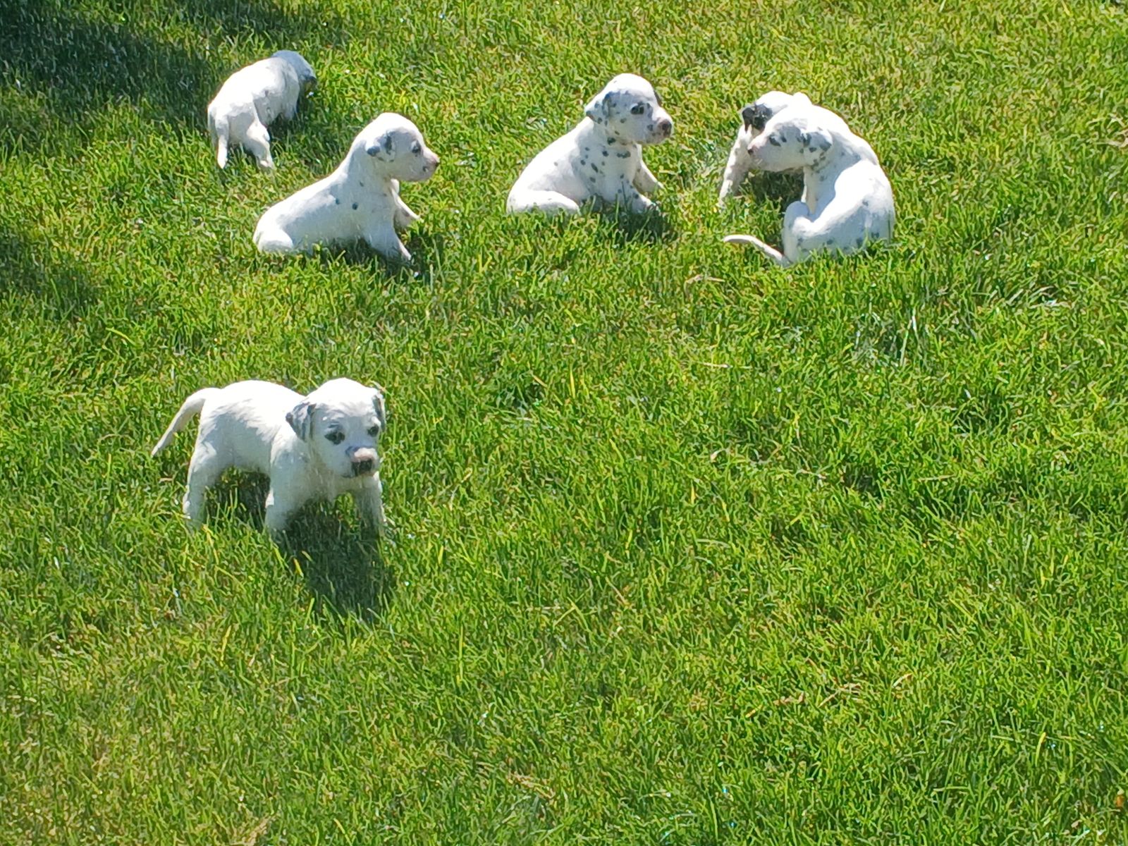 Dalmatian Puppies [Long and short coats] (4 left)