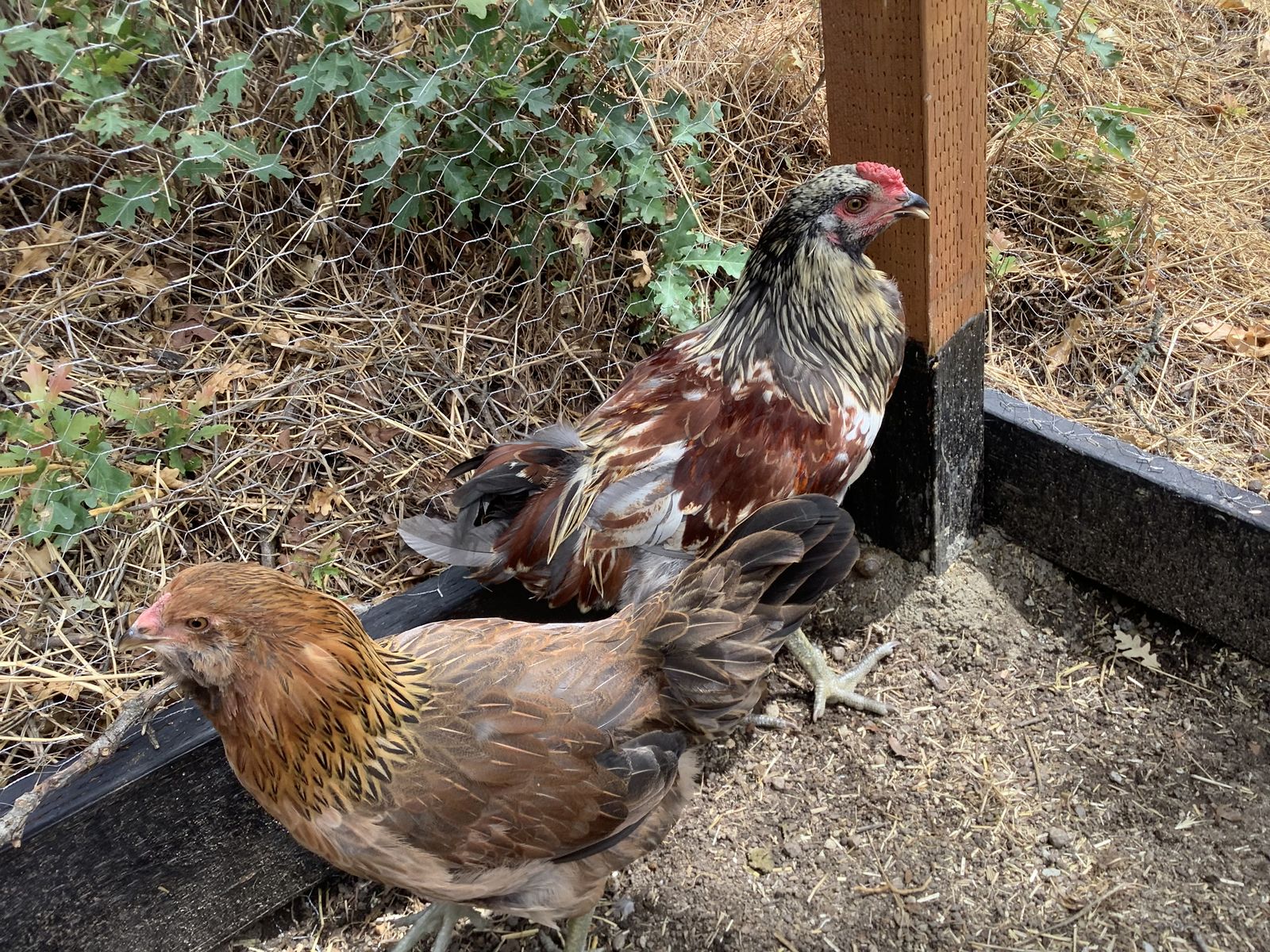 2 hens for sale