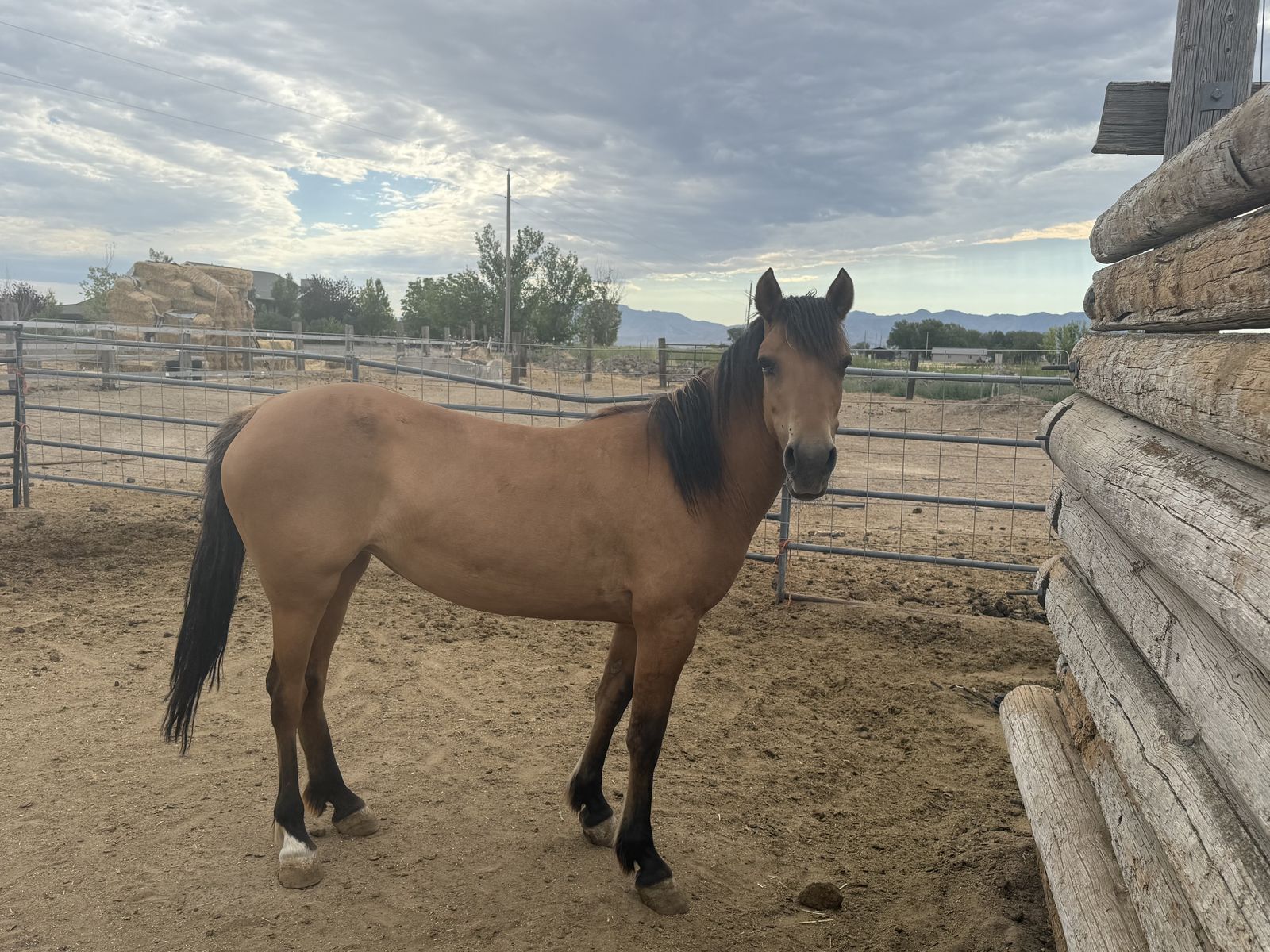 4 Year Old Mustang Mare
