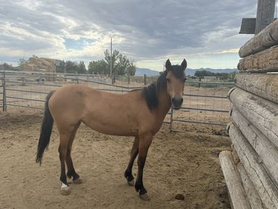 4 Year Old Mustang Mare
