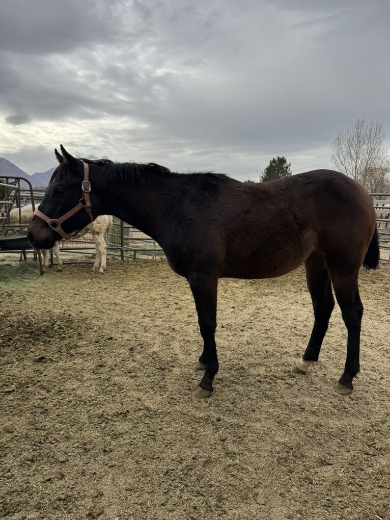 AQHA Registered Yearling Filly
