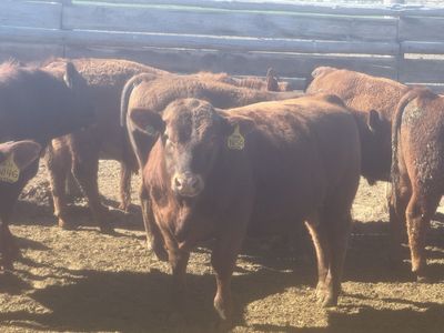 Registered Red Angus Bull