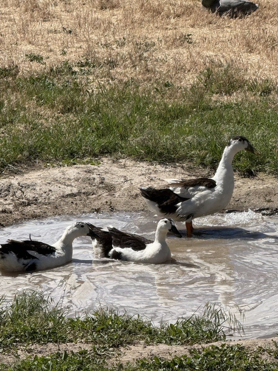 Magpie ducks FREE