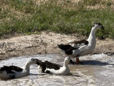 Magpie ducks FREE