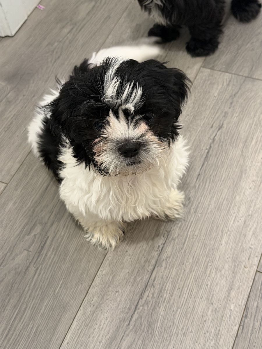 LAST PUP! Special price if bought TODAY! Trained 11 Week Old Pup | Shih Tzu puppies | Hypoallergenic Mini