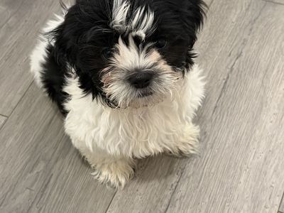 LAST PUP! Special price if bought TODAY! Trained 11 Week Old Pup | Shih Tzu puppies | Hypoallergenic Mini