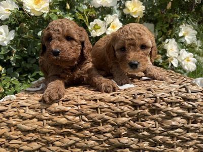 Mini Goldendoodle Puppies - Summer Break ️ Available in June!