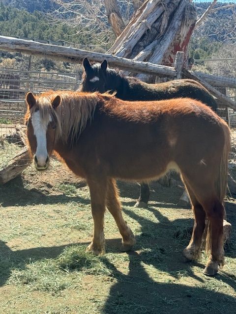 Registered Welsh Pony started