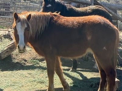 Registered Welsh Pony started