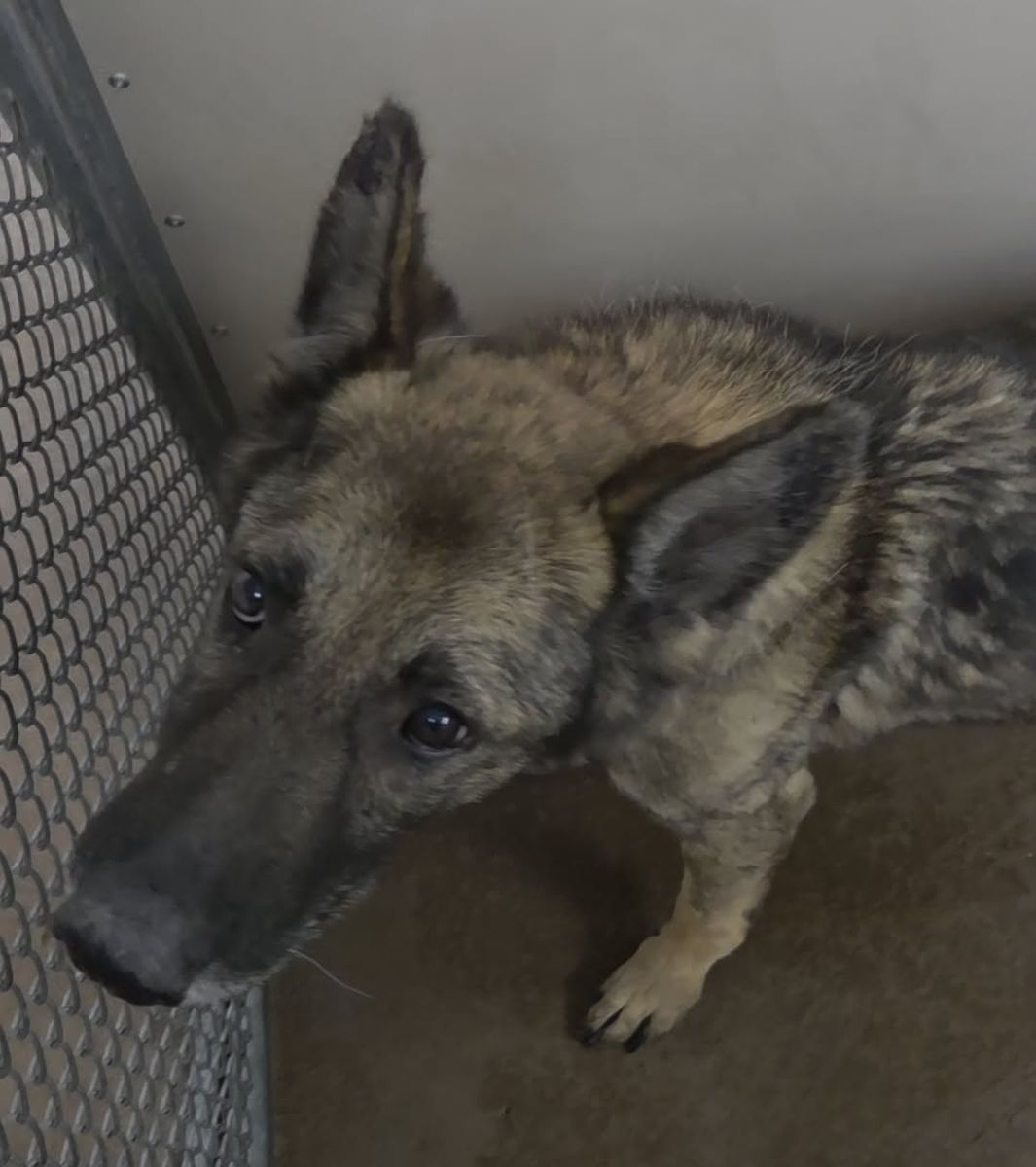 FOUND DOG: Help Us Reunite with Owner! Brigham City Utah Animal Shelter
